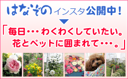 はなぞのinstagram｜毎日・・・わくわくしていたい。花とペットに囲まれて・・・。